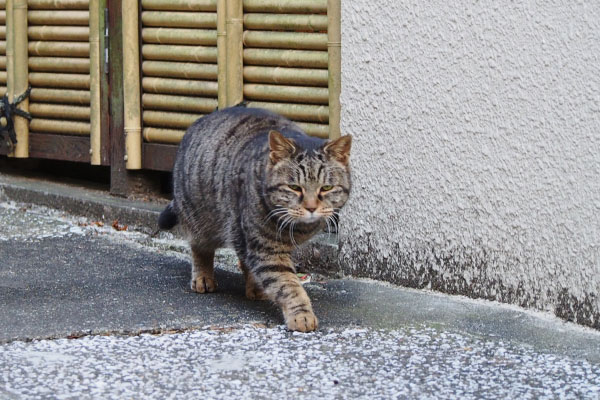 タビサンク今そっち行きますにゃ