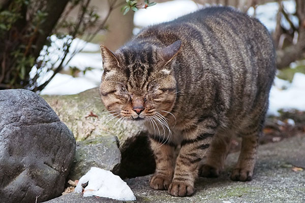 両目を閉じるファン君