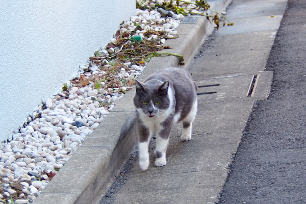 オヤツ持ってるヒトにゃー