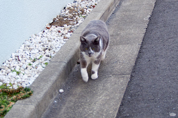 白ろ顔になったちびにゃん