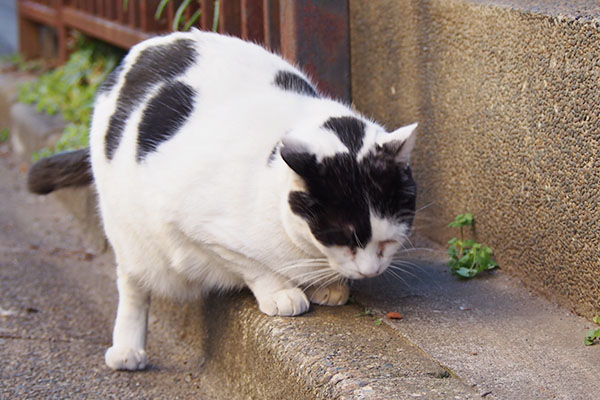 食べる坊