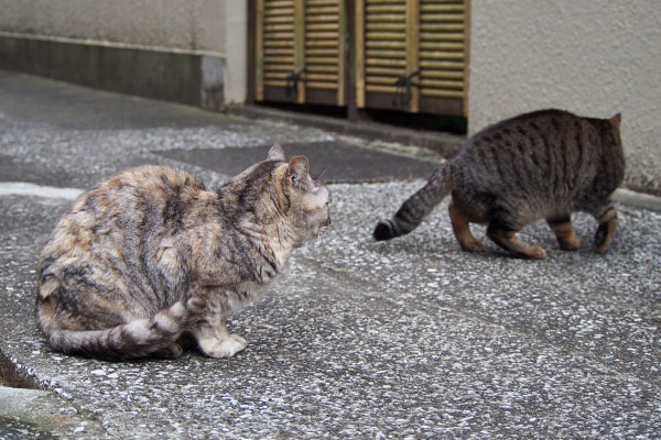 ウェットは食べ終えた２にゃん