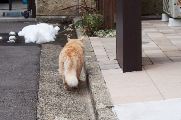 ナリコお出掛け後ろ姿