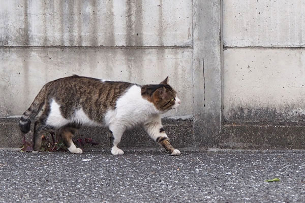 レオ太　塀の上を見ている