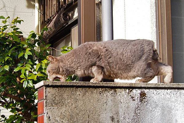 大きなお口で食べようとするシピ