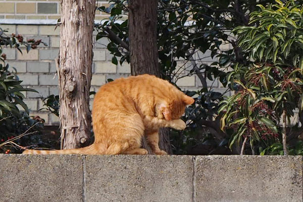 遠くの塀の上　コルレ