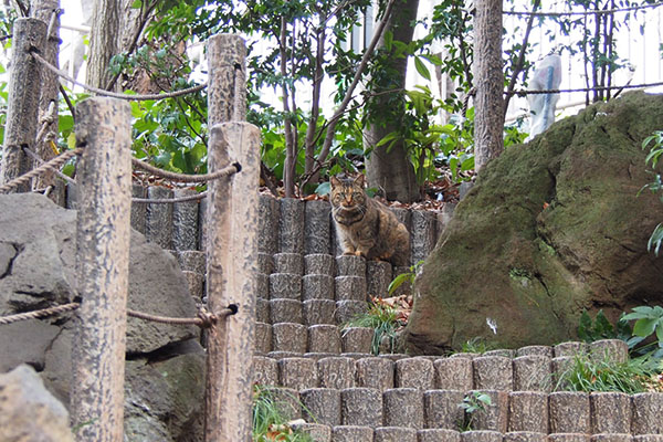 サキ　岩場ゾーンの階段上