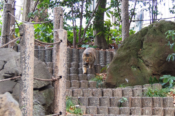 サキ　階段を下りて来る