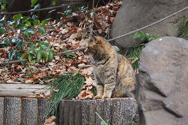 サキ　誰か来ています