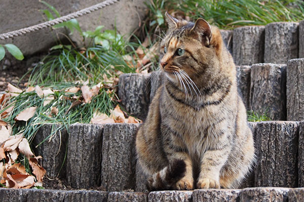 サキ　かわいい横顔