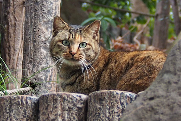 サキ　美猫さん