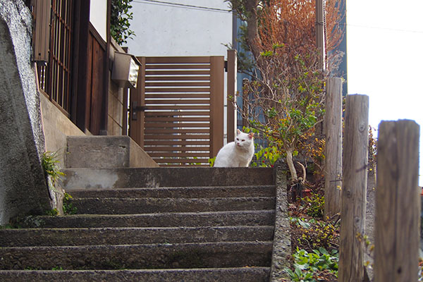 チロル君　階段の上