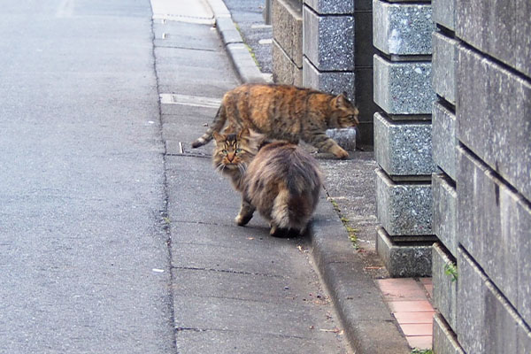 メレンゲとサキママ合流