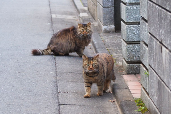 サキが何か言っています