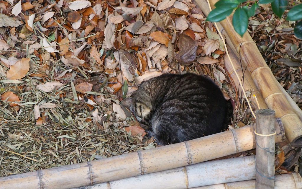 Koiky sleep on the fallen leaves