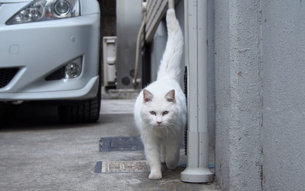 lili coming with tail up