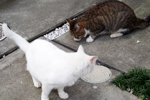 サーヤとリリ上から