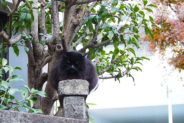 ハリマ　塀の上でふんわり