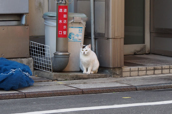 むっちりオーロラ