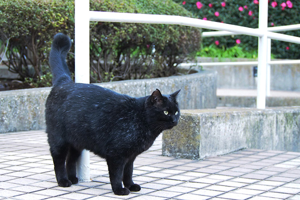 ずっとしっぽ上げたままメイラ