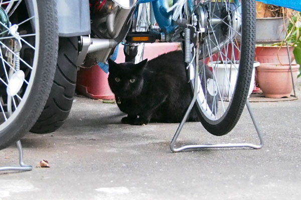 カメラ目線のクーちゃん