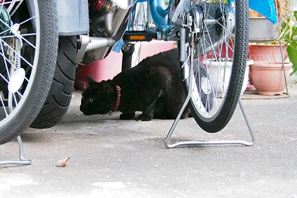 首を長くしてクーちゃん