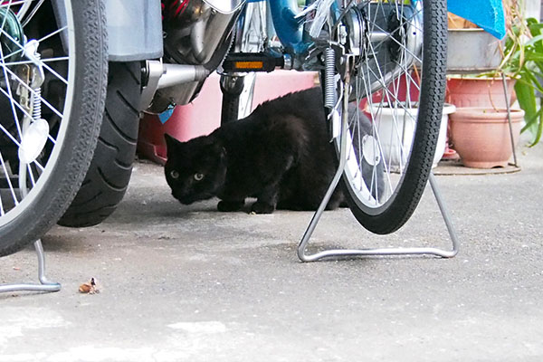 クンカクンカ　クーちゃん