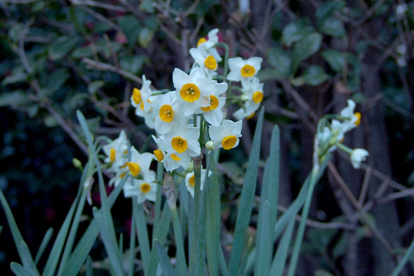 troop narcissus