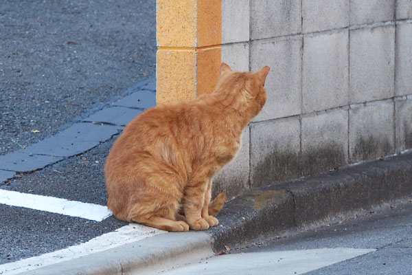 事務所を見ているコルレ