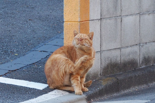 コルレ　良い顔でカキカキ