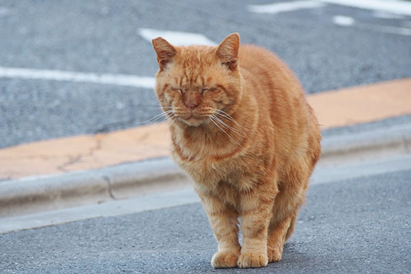 コルレ　道路に出て目閉じ