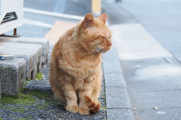 コルレ　近寄って横向く