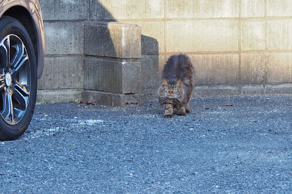 伸びをするマロン