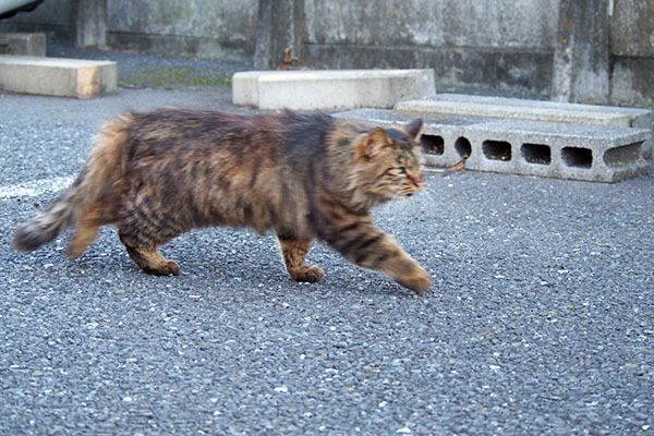 近寄るマロン