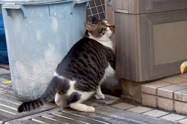 隠れようと慌てるオンブレ