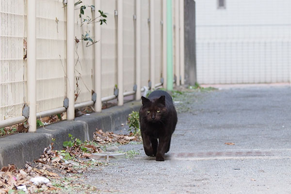 ミトン　駆けてくる