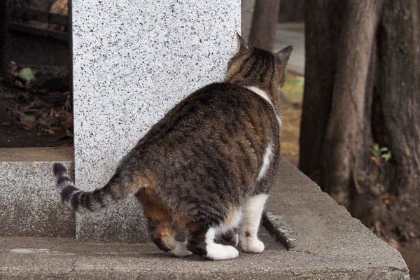 雫のお尻サービス