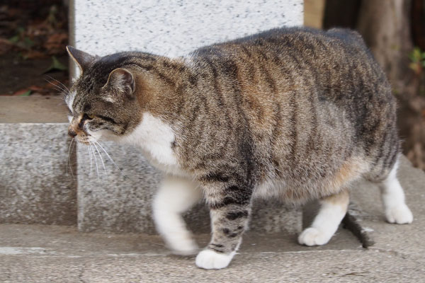 塀の上トテトテ　雫