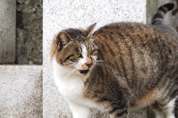 むきゅ～と鳴く雫