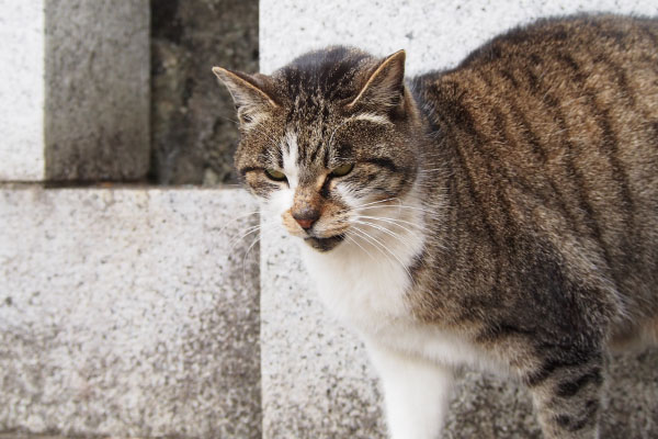 引いたらダメにゃ　雫