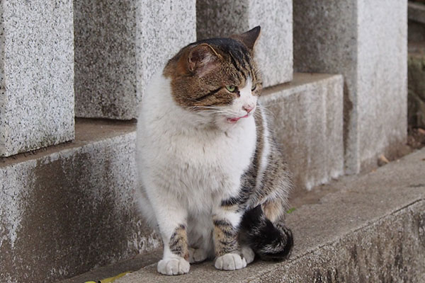 食べる気満々のレオ太