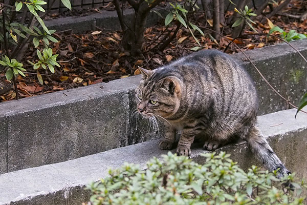 ファン君　端っこに