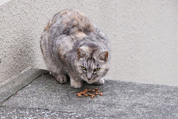 銀　カリカリを前にファン君を見る