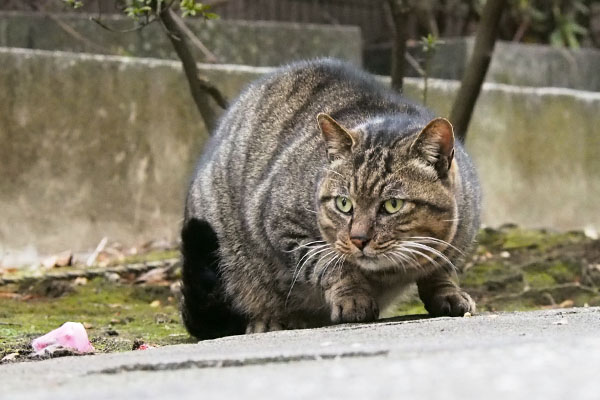 ぐぐっと見る