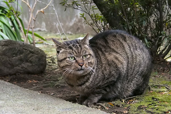 ファン　すぐに戻すけど