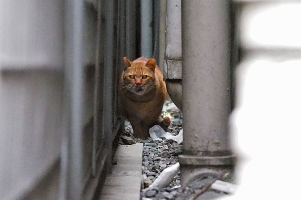 見ているカブ