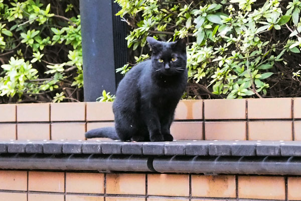 後ろの方に黒仔猫１