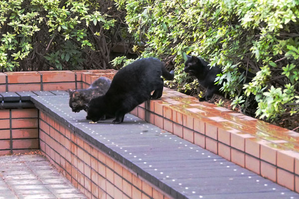 仔猫に横取りされる