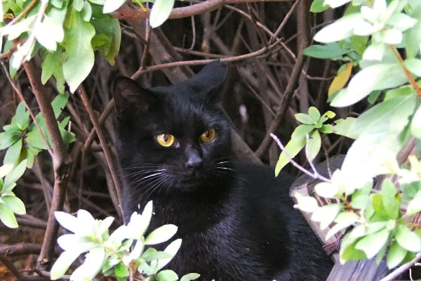 隠れた黒仔猫アンジュを見てる
