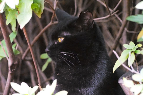 黒仔猫の横顔